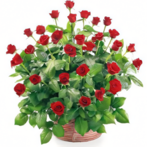 Kosz 30 czerwonych róż