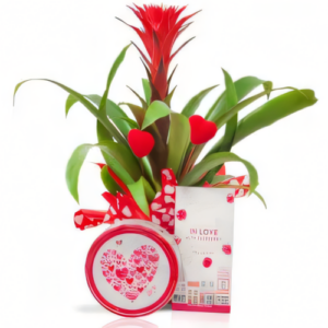 Miłosna Guzmania ze smakołykami